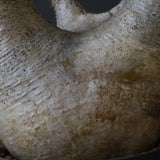 P.イノピナツム D2