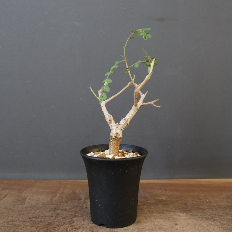 B.ネグレクタ（実生）EC3543 – TaiShoDo ONLINE SHOP