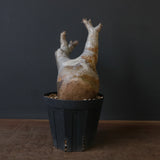 P.イノピナツム 10