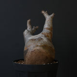 P.イノピナツム 10