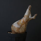 P.イノピナツム 10