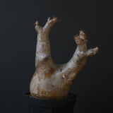 P.イノピナツム 10