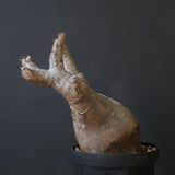 P.イノピナツム 10