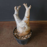 P.イノピナツム 10