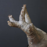 P.イノピナツム 10