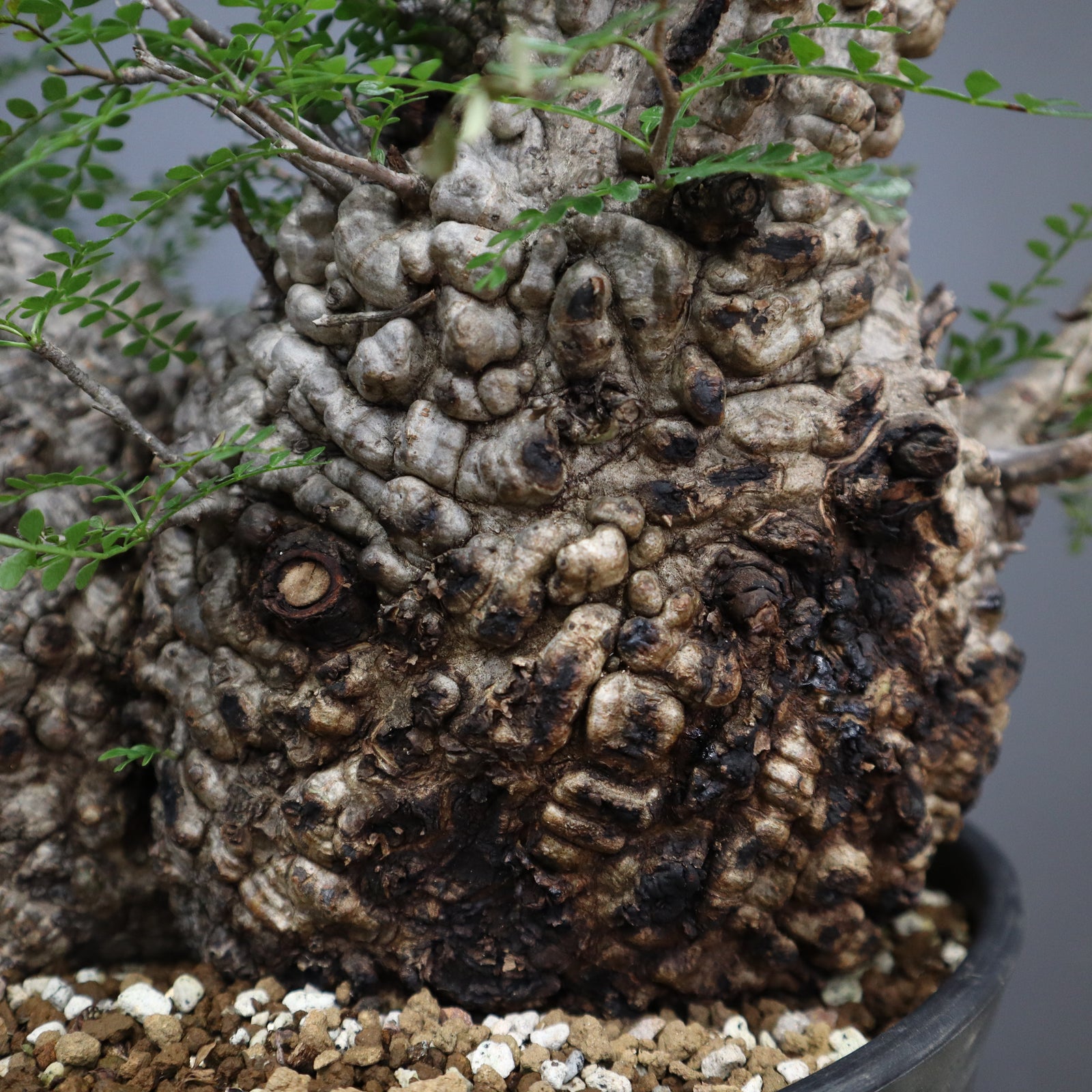 O.パキプス 11 – TaiShoDo ONLINE SHOP