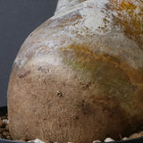 P.イノピナツム 10