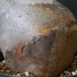 P.イノピナツム 10