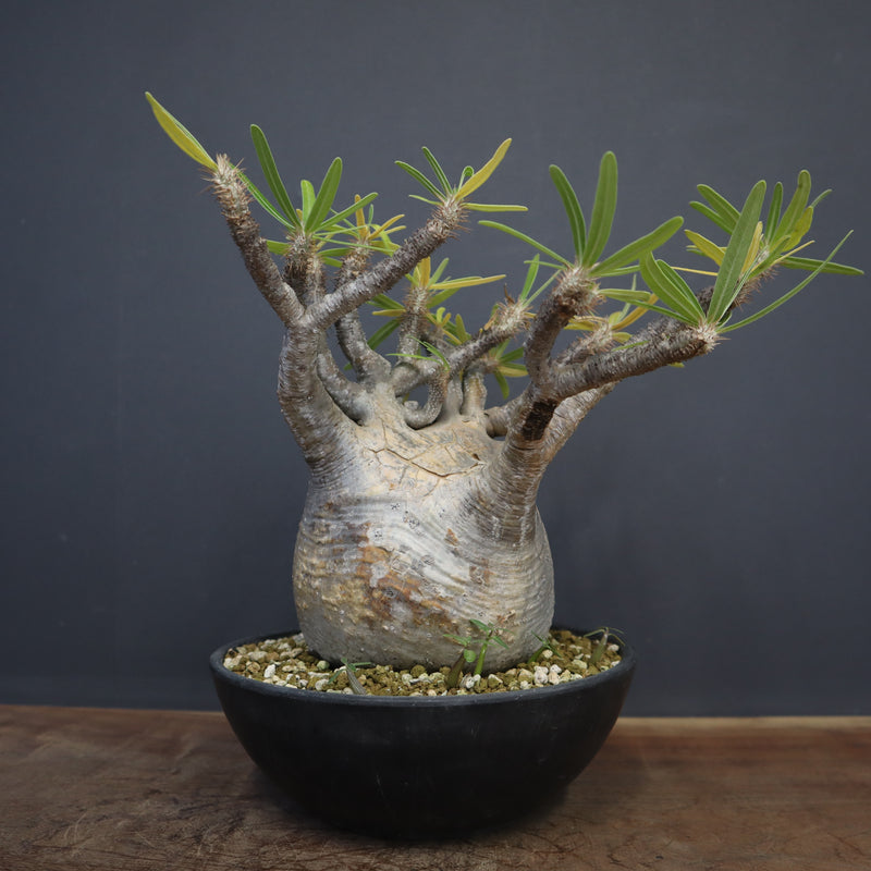 P.グラキリス 1274【綴化】 – TaiShoDo ONLINE SHOP