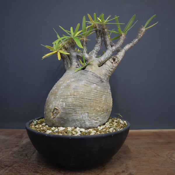 ペレキフォラ　銀牡丹　綴化　自根　大株　プラ鉢　検）黒王丸　グラキリス　パキプス ペレキフォラ 銀牡丹 綴化 自根 大株 プラ鉢 検）黒王丸 グラキリス