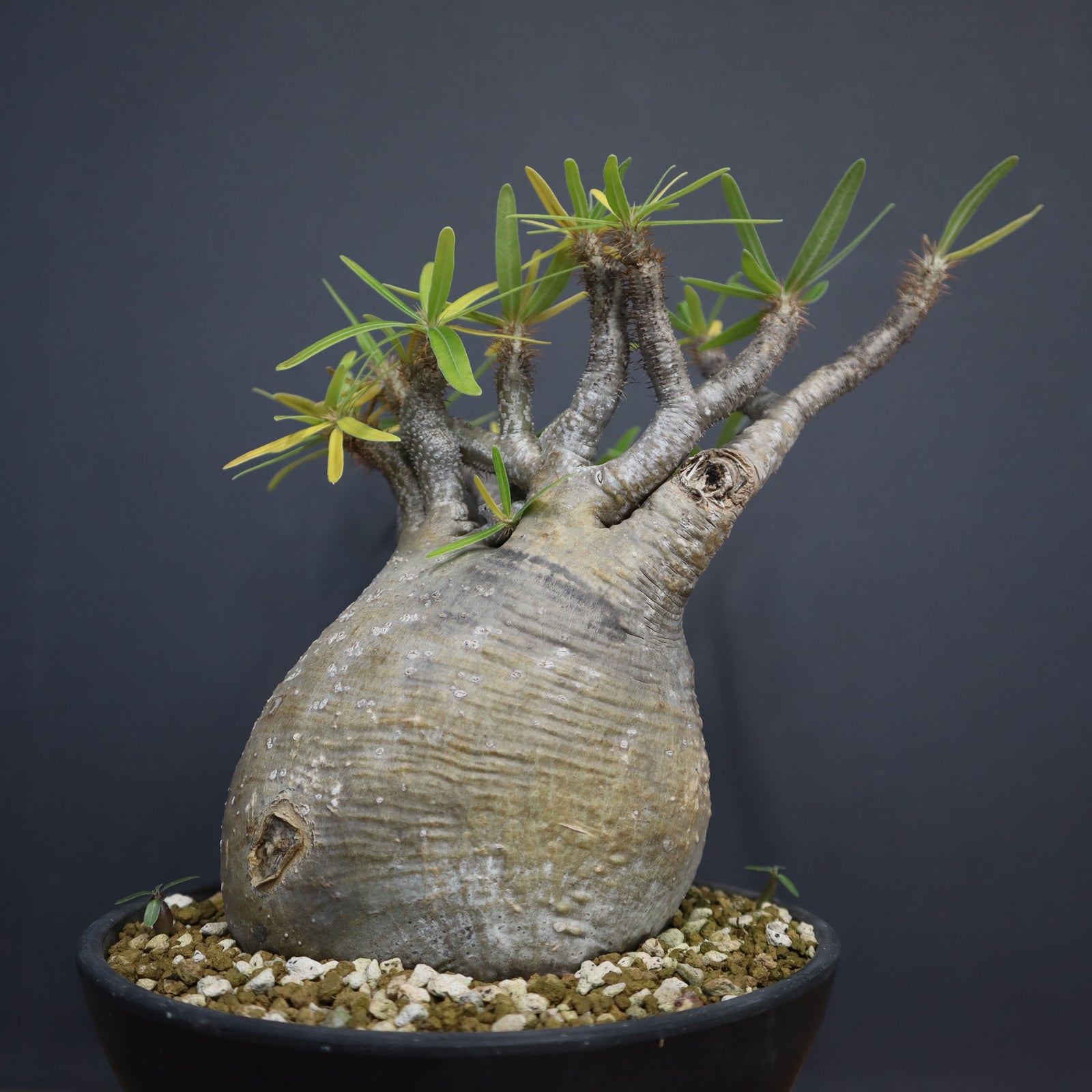 【良形大株】Pachypodium Gracilius コレクション株グラキリス 良形大株】Pachypodium Gracilius コレクション株グラキリス