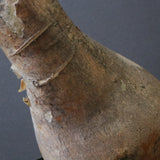 P.イノピナツム 10