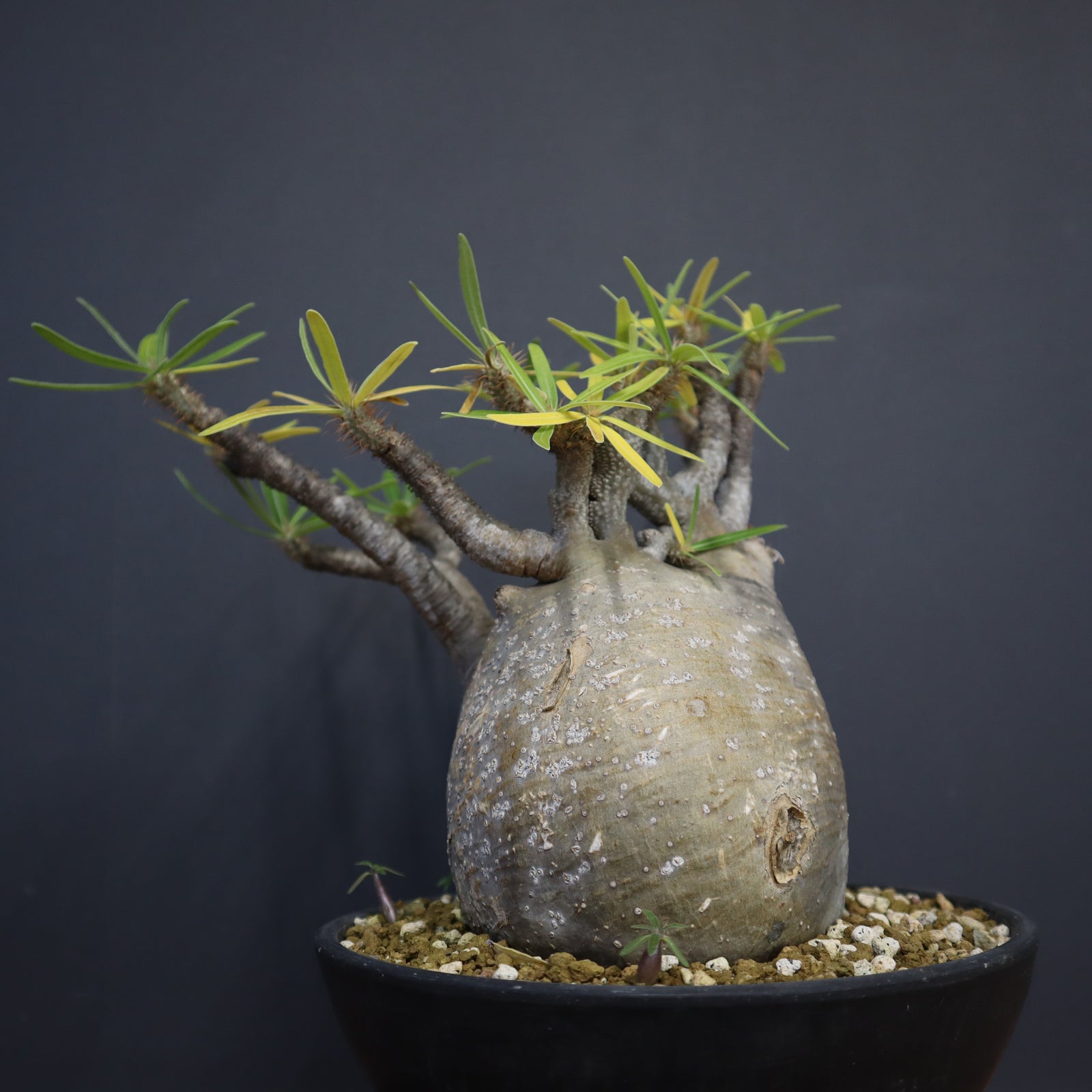 パキポディウム　グラキリス　綴化　塊根植物 P.グラキリス 1274【綴化】 – TaiShoDo ONLINE SHOP