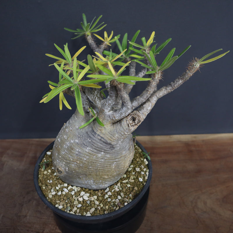 【週末セール】グラキリス綴化　接木 IMG_9745_graki808_600x600_crop