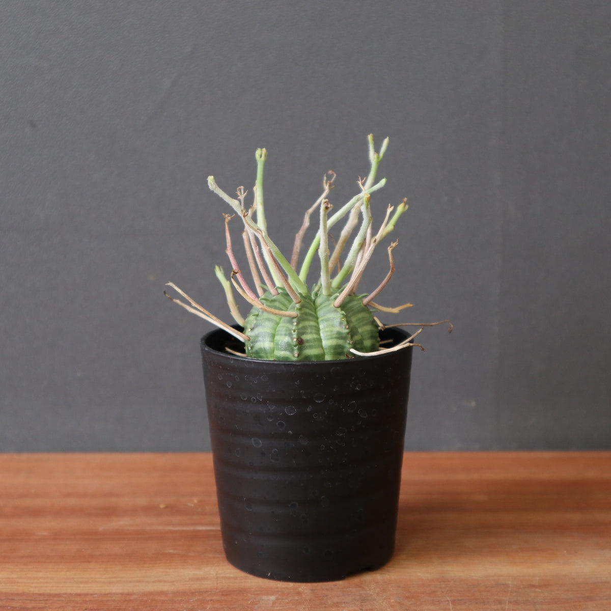 ユーフォルビア – TaiShoDo ONLINE SHOP