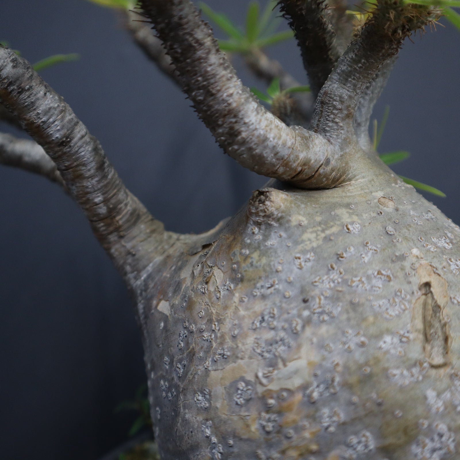 P.グラキリス 1274【綴化】 – TaiShoDo ONLINE SHOP