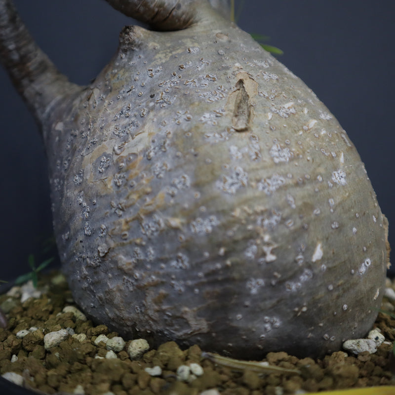 【発根済/綴化まみれ株/陶器鉢込】 綴化 パキポディウム グラキリス 綴化 セッカ 】発根済 グラキリス 現地株 BG-129 × S.N.Pot - crow