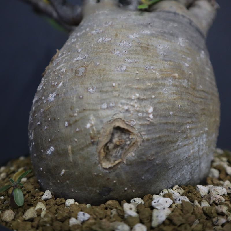 P.グラキリス 1274【綴化】 – TaiShoDo ONLINE SHOP