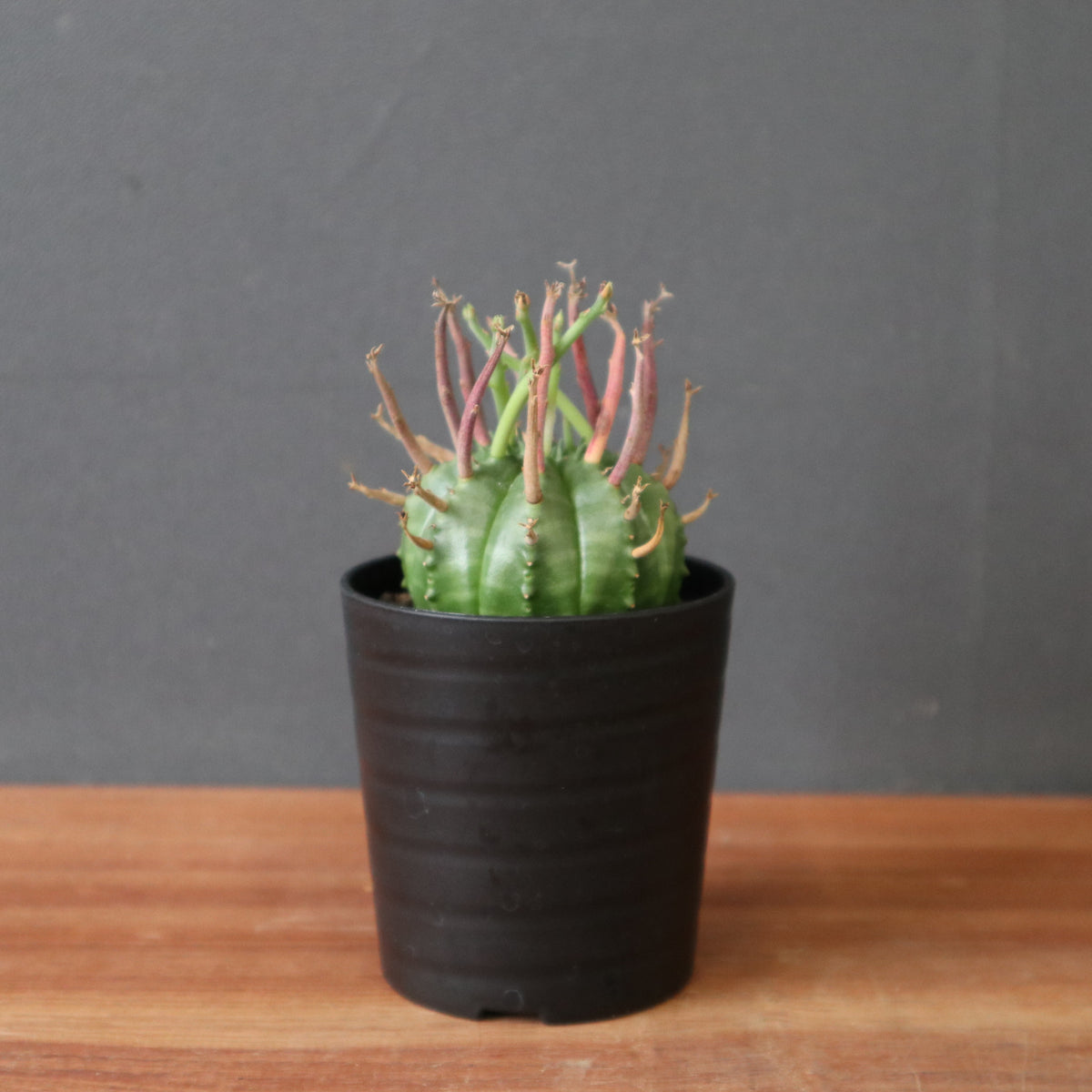 ユーフォルビア – TaiShoDo ONLINE SHOP