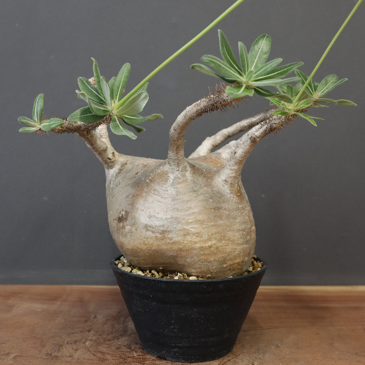 塊根植物 – 18ページ目 – TaiShoDo ONLINE SHOP