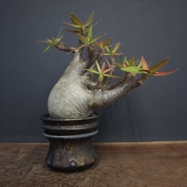 P.グラキリス 1266【綴化】