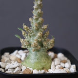 D.ギガス ブラータ（実生）　22