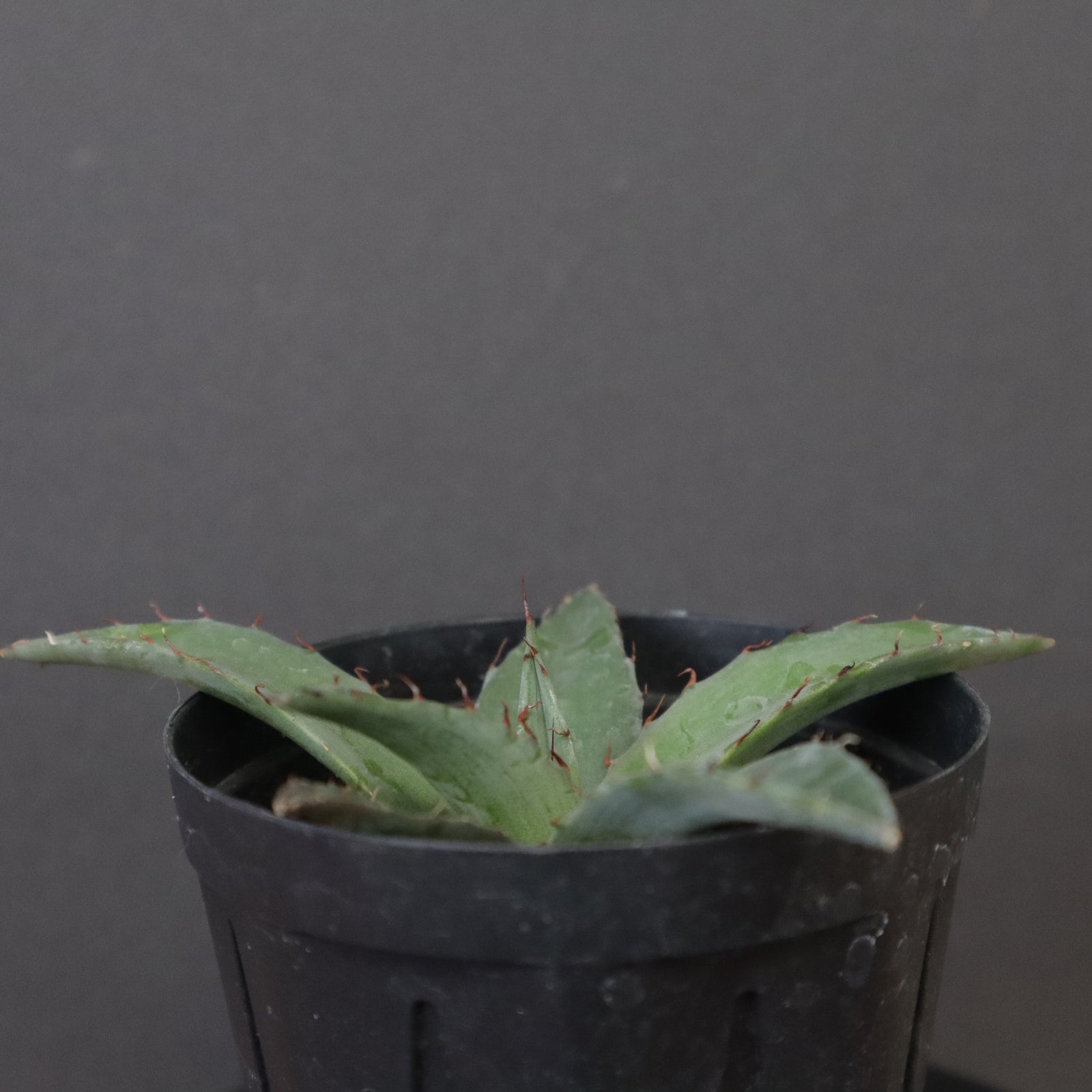 【クローバー出品】アガベhyb ハイブリッド | T Plants Labo