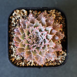 Graptoveria Starfire　1