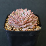 Graptoveria Starfire　1