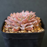 Graptoveria Starfire　1