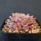 Graptoveria Starfire　1