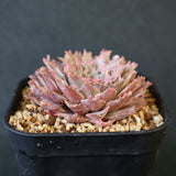 Graptoveria Starfire　1