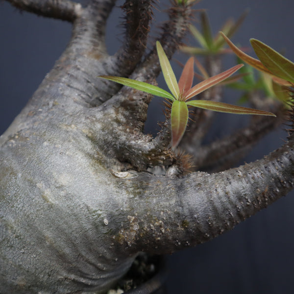 P.グラキリス 1266【綴化】