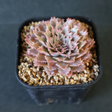 Graptoveria Starfire　1