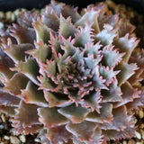 Graptoveria Starfire　1