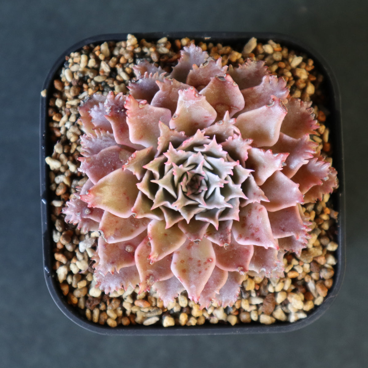 観葉植物 – 2ページ目 – TaiShoDo ONLINE SHOP