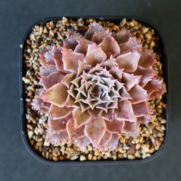 Graptoveria Starfire 4 – TaiShoDo ONLINE SHOP