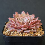 Graptoveria Starfire　4