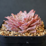 Graptoveria Starfire　4