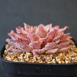 Graptoveria Starfire　4