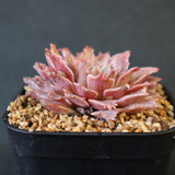 Graptoveria Starfire　4