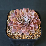 Graptoveria Starfire　4