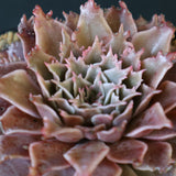 Graptoveria Starfire　4