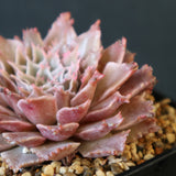Graptoveria Starfire　4