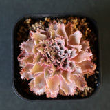 Graptoveria Starfire　6