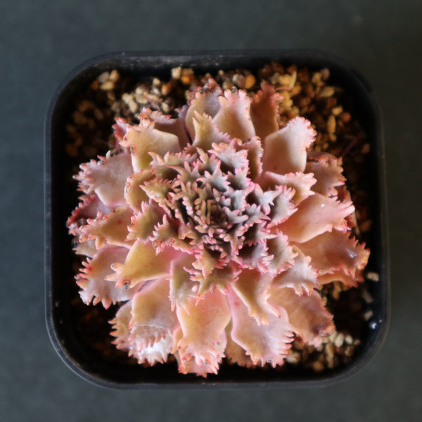 Graptoveria Starfire 6 – TaiShoDo ONLINE SHOP