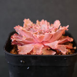 Graptoveria Starfire　6