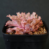 Graptoveria Starfire　6