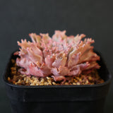 Graptoveria Starfire　6