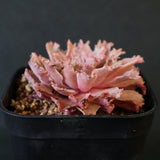 Graptoveria Starfire　6